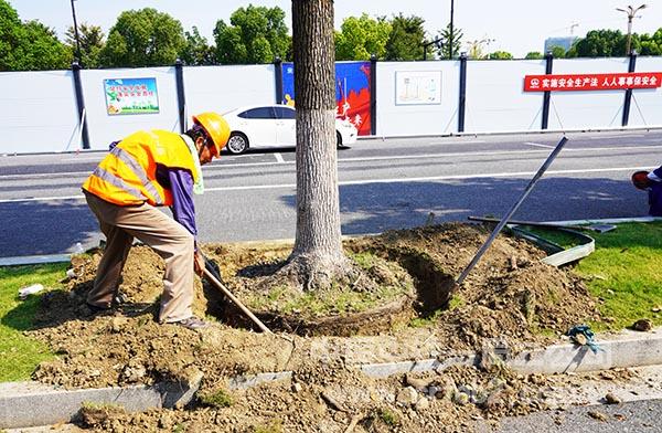 进行树木迁移 进行树木迁移