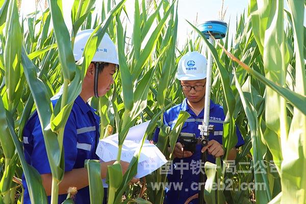 玉米田中测量定位 玉米田中测量定位